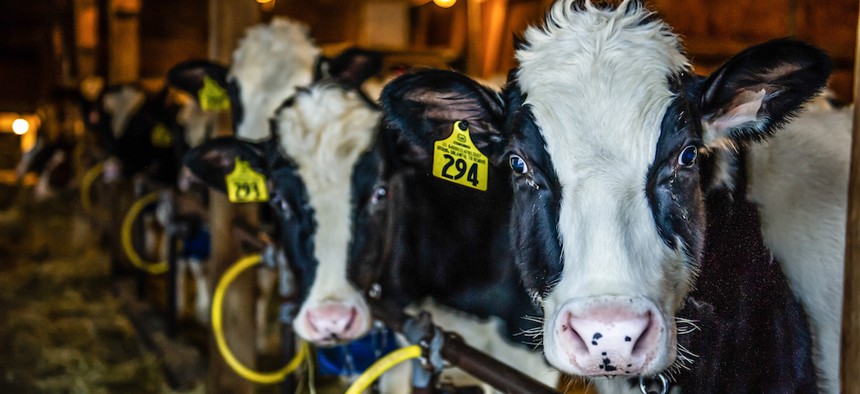 Cows at a farm in Upstate New York.