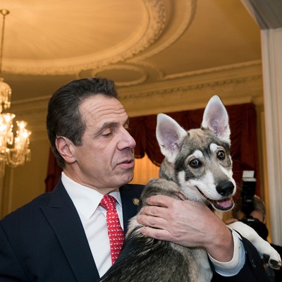 New York’s most politically powerful pets - City & State New York