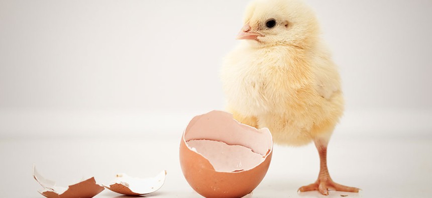 Baby chicks will no longer be at the mercy of school children, if Assemblywoman Linda Rosenthal's new bill passes.