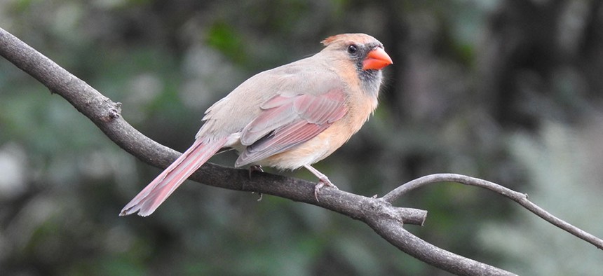 About 90,000 to 230,000 birds in New York City end up dying each year simply from crashing into buildings.