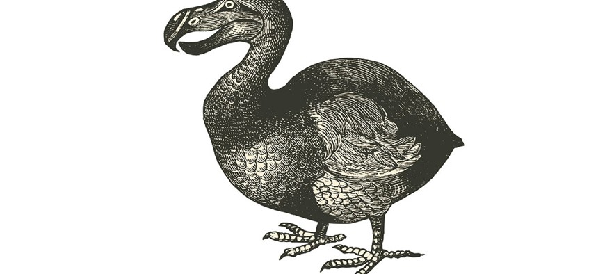 A dodo bird.
