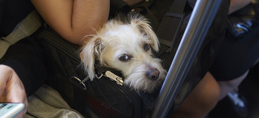 A dog peeks out of its bag on the subway.