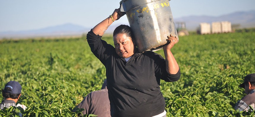 A farm worker carries a bucket filled with green chiles. 