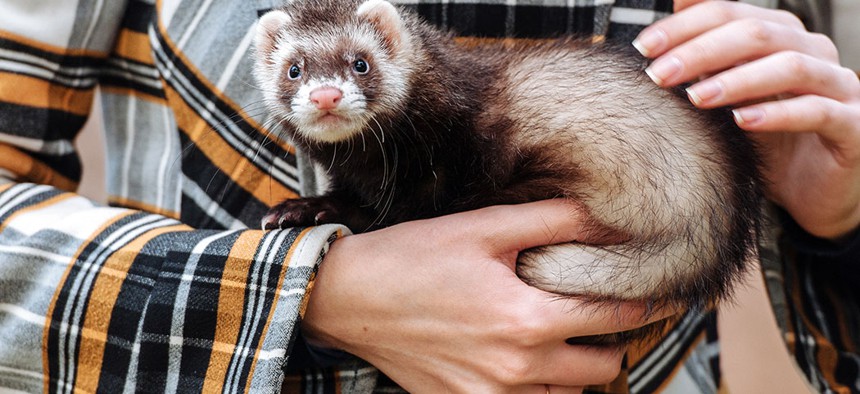 Sorry bud, ferrets aren't welcome 'round these parts.