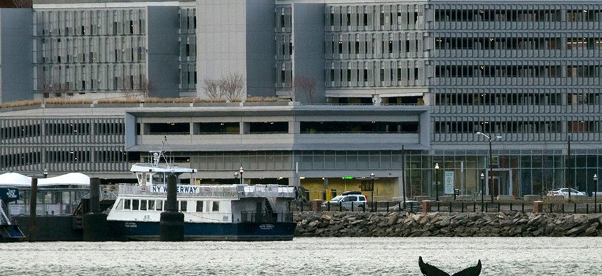 A humpback whale pops up in the Hudson River as seen from New York City with New Jersey in the background. 