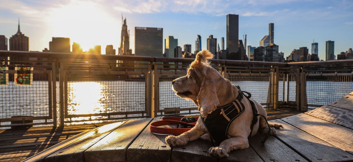 NY should stop killing adoptable pets - City & State New York