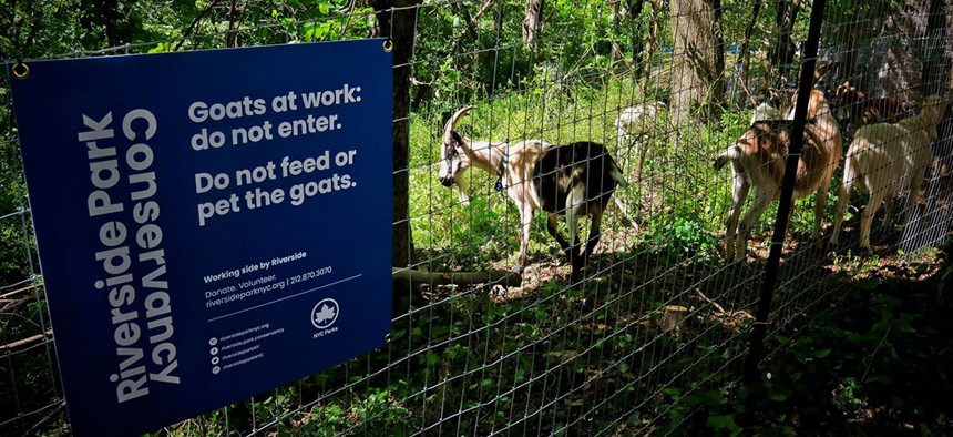 Riverside Park Conservancy's 'GOaTHAM' initiative placed 24 goats inside the park to feast on invasive weed species over the summer.