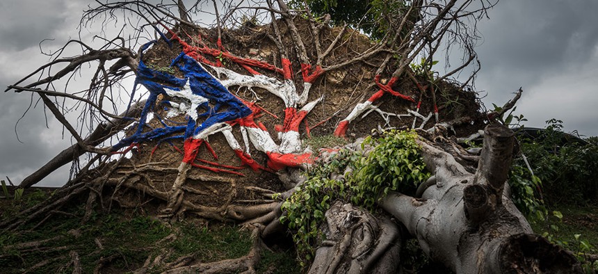 A tree knocked over by Hurricane Maria in Puerto Rico.