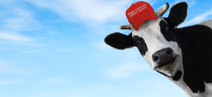 Trump country cow.