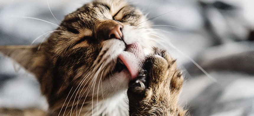 A cat licking its paw shows off its now-legally protected claws.