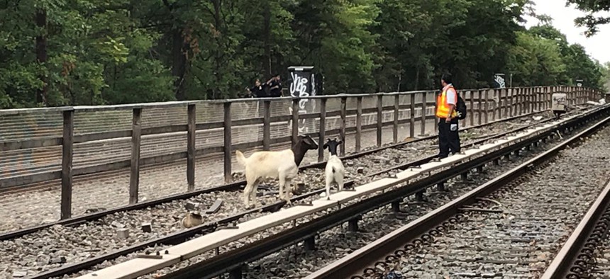 The N Train goats, also GOATs. 