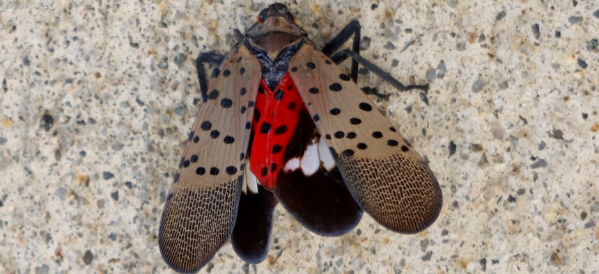 An invasive spotted lanternfly sits crushed on a sidewalk.