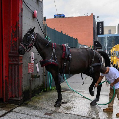 Opinion: Silence is no answer on plight of horse-drawn carriages in NYC – City & State