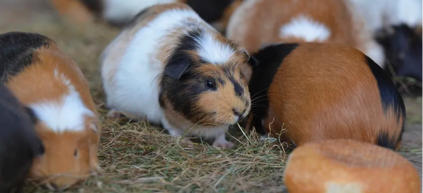 Guinea pigs aren't the first animals to be banned from New York pet stores. 