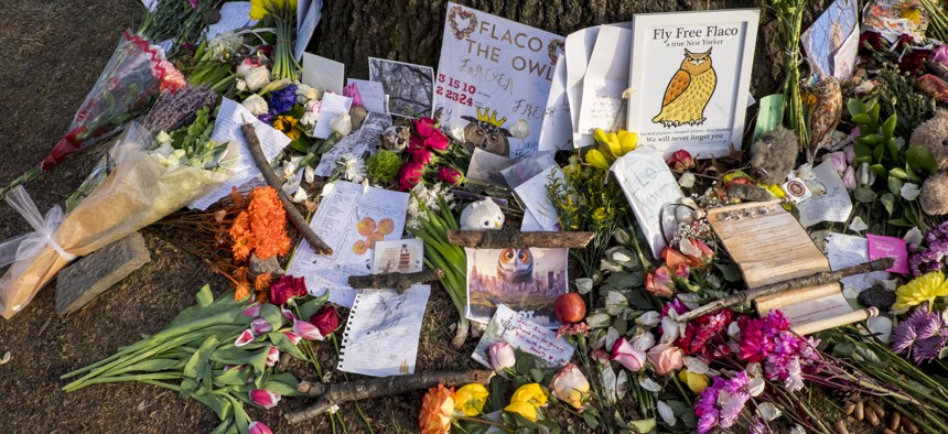 An impromptu memorial grew at the site of one of Flaco’s favorite trees in Central Park after his death on Feb. 23.