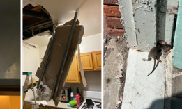 Residents of 201 Pulaski say that nonprofit landlord Food First has refused to address a host of issues in the building – including leaks in the roof that have led to water damage in the hallway (left) and the collapse of one unit’s ceiling (center), and the presence of vermin like rats (right).