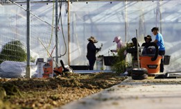 Workers operate a bucker, a machine that strips leaves and flowers from the stem, in a rented greenhouse belonging to cannabis farmer Marcos Ribeiro at East End Flower Farm in Mattituck, New York, on November 16, 2023.
