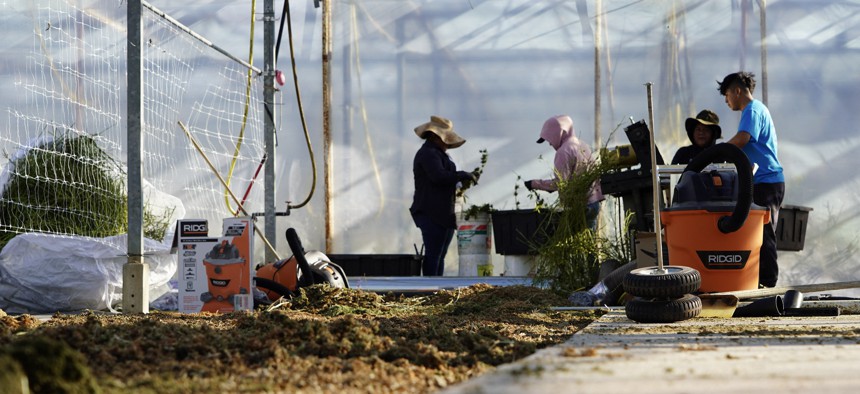 Workers operate a bucker, a machine that strips leaves and flowers from the stem, in a rented greenhouse belonging to cannabis farmer Marcos Ribeiro at East End Flower Farm in Mattituck, New York, on November 16, 2023.