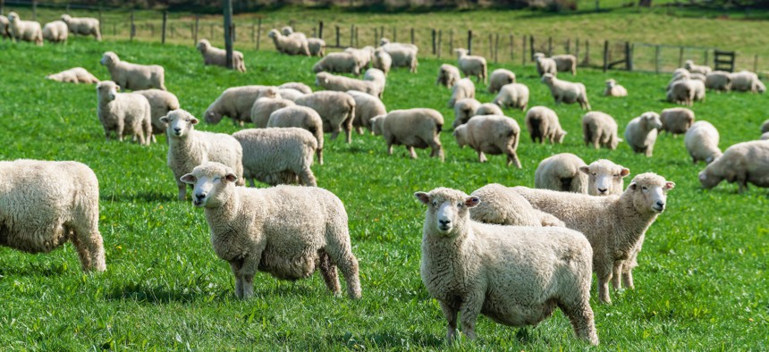 Hug a Sheep Day in New York is coming up on Oct. 26.