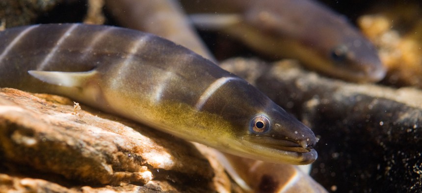 The American eel is the focus of conservation initiatives in New York.