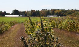 Cannabis plants are grown at a Claudine Field Apothecary farm on Oct. 7, 2022 in Columbia County.