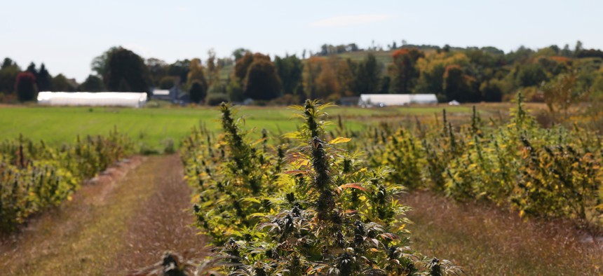 Cannabis plants are grown at a Claudine Field Apothecary farm on Oct. 7, 2022 in Columbia County.