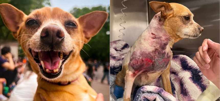 Before and after images of Penny, the Chihuahua mix, showing the injuries she sustained after being attacked by a pit bull.