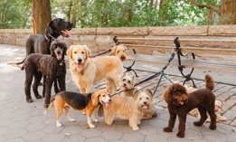 An estimated 530,000 New York households have a dog.