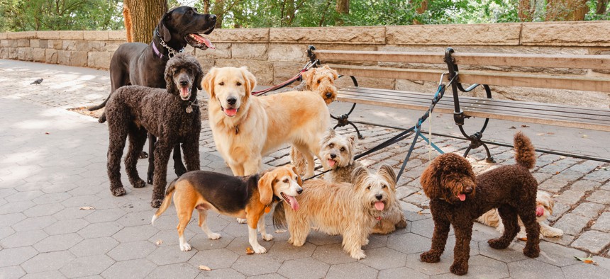 An estimated 530,000 New York households have a dog.