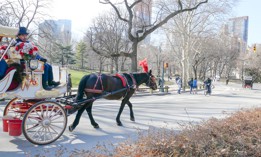 Horse drawn carriages circle Central Park daily.