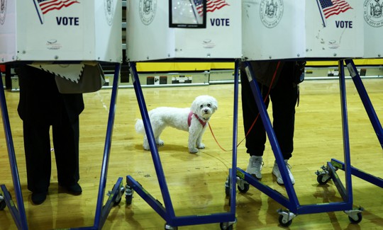 Everyone and their dog is voting in the New York City election.