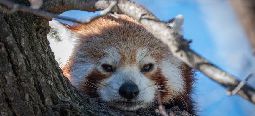 Red panda/consumer and worker protection advocate.