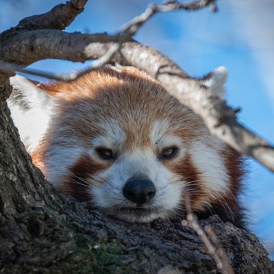 NYC Administration Reaches $875,000 Settlement with HungryPanda Over 'Junk Fees'