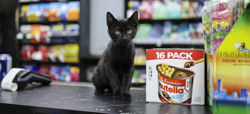 A cat named Shadow sits on a bodega counter, in flagrant violation of current city and state law.