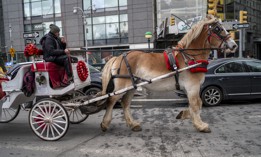 The City Council is considering whether to ban the anachronistic Central Park horse carriage industry.