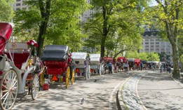These horse carriages may not be in Central Park for much longer.
