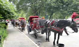 Horse-drawn carriages line an entrance to Central Park. 