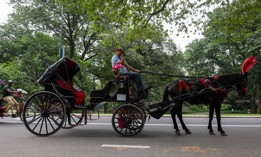 Horse-carriage drivers and their majestic horses have been providing tours of Central Park for 167 years.