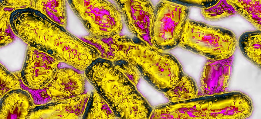 Legionella bacteria