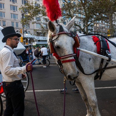 John Samuelsen is (predictably) not happy about the horse carriage ban