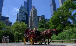 The City Council voted to get rid of Central Park’s remaining horse-drawn carriages on Thursday.
