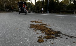 Horse poop is smeared across the pavement in Central Park.